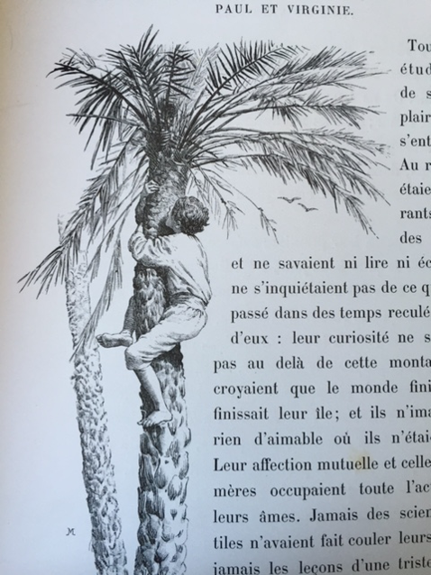 Dans cette illustration, Paul grimpe à un palmier. Maurice Leloir, 1887. Figure 23.
