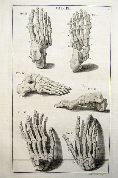 University of Liverpool. 2013. «Image of anatomy of the hand and foot» [Image d’archives]
