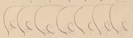Fig. 9: Herbé. 1840. «Planche 14» [Dessin]
 
